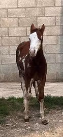 puledra paint horse femmina 
