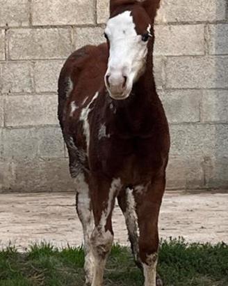 puledra paint horse femmina 