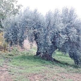 Ulivo monumentale. Esemplare unico in AIDONE(En)