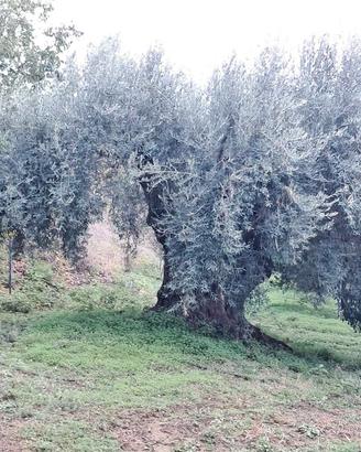 Ulivo monumentale. Esemplare unico in AIDONE(En)
