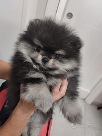 Spitz pomerania con pedigree enci