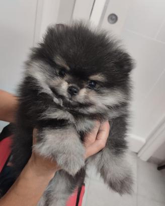 Spitz pomerania con pedigree enci