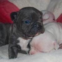 Bulldog francese