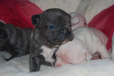 Bulldog francese