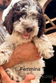 Cuccioli di Lagotto Romagnolo
