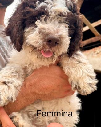 Cuccioli di Lagotto Romagnolo