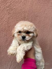 Maltipoo varie colorazioni