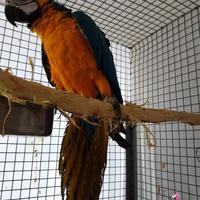 ARA ARARAUNA FEMMINA