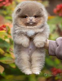 Spitz Volpino pomerania 300GR Lilac Toy