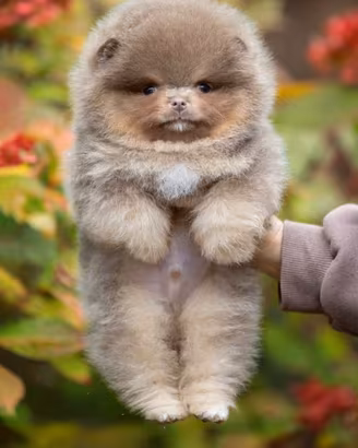 Spitz Volpino pomerania 300GR Lilac Toy