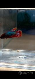 Betta splendens hf