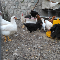 Galline ovaiole e dalle uova colorate