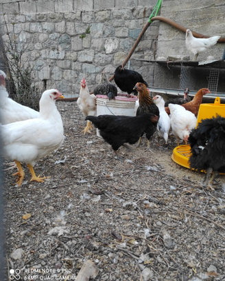 Galline ovaiole e dalle uova colorate