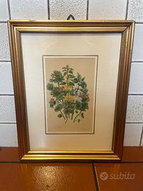 Cromolitografie floreali seconda metà dell'800