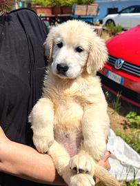 Ultima femmina disponibile