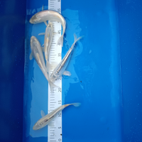 Carpe Koi tosai