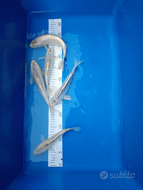 Carpe Koi tosai