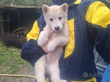 Siberian husky