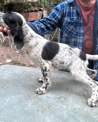 setter Inglese 