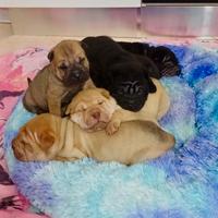 Cuccioli di Shar Pei