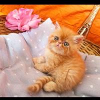 Gatti di razza persiana ed exotic short hair