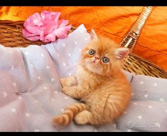 Gatti di razza persiana ed exotic short hair