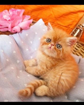 Gatti di razza persiana ed exotic short hair