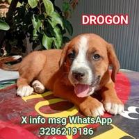 5 Cuccioli molossoidi tg M in adozione