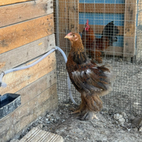 Brahma