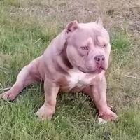Cucciolo American bully pocket EXTREME top