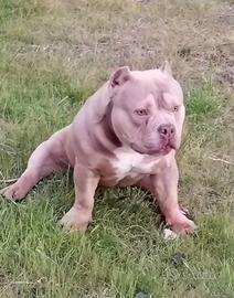 Cucciolo American bully pocket EXTREME top