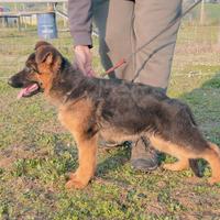 Cucciola di pastore tedesco