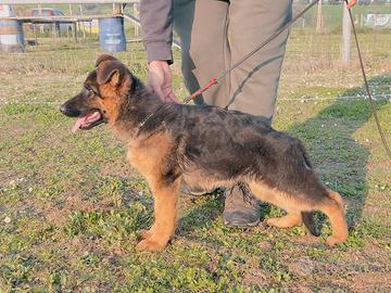 Cucciola di pastore tedesco