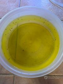Avannotti guppy