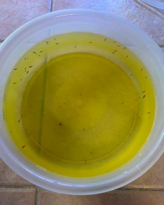 Avannotti guppy