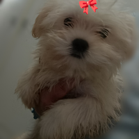 Maltese mini femmina pronta