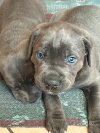 Cuccioli di cane corso