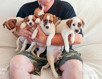 Cuccioli Jack Russel Terrier con Pedigree 