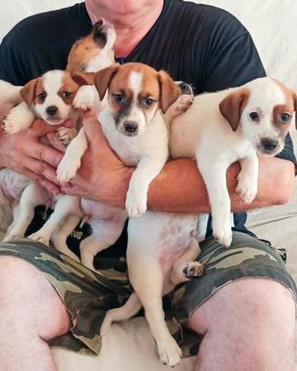 Cuccioli Jack Russel Terrier con Pedigree 