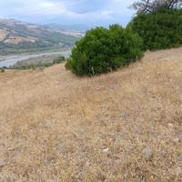 Terreno agricolo