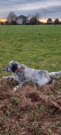 Setter con pedigree