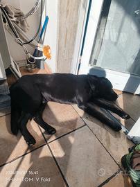 Labrador cane leo