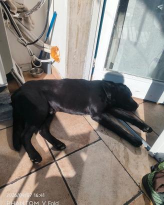 Labrador cane leo