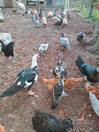 Anatre e galline