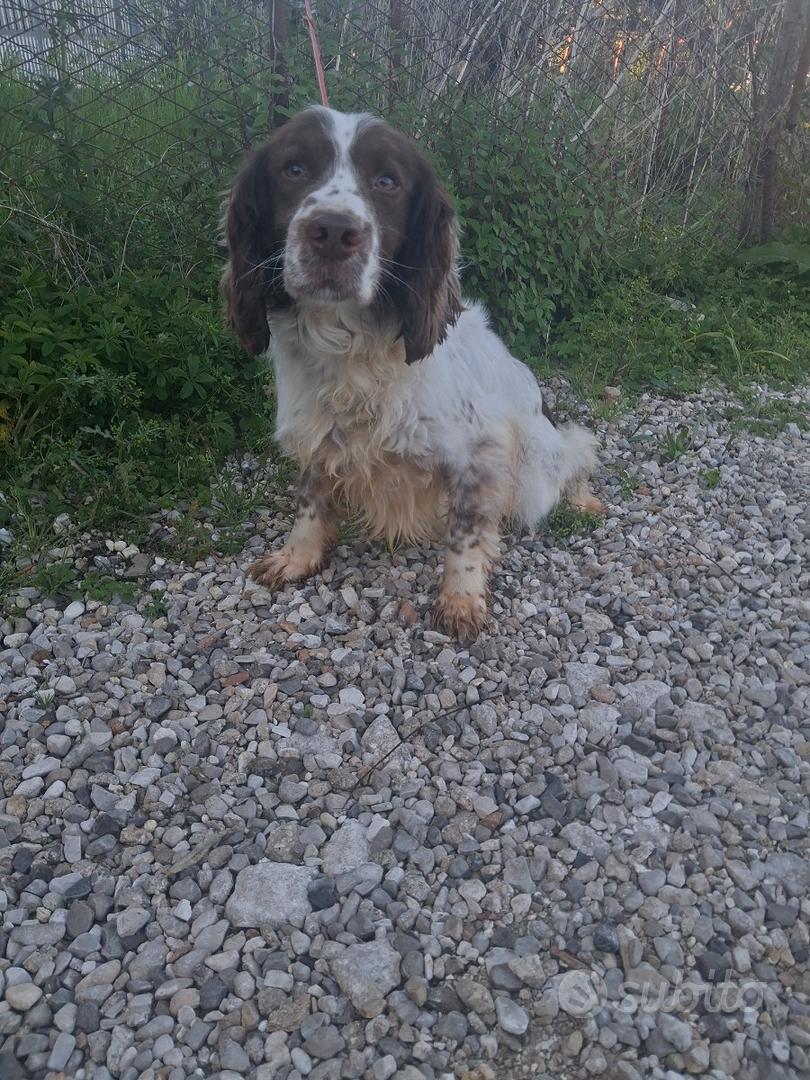 Cane da riporto - Animali In vendita a Salerno