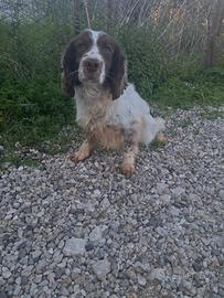 Cane da riporto