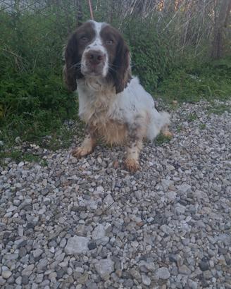 Cane da riporto