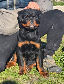 Rottweiler