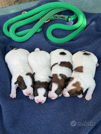 Jack russell cucciolata
