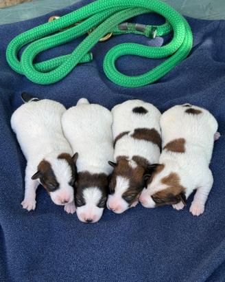 Jack russell cucciolata